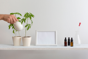 A person's hand is watering one of two cannabis plants sitting on a tidy shelf.
